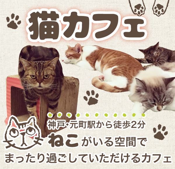 神戸で猫カフェなら Cat Cafe Nyanny