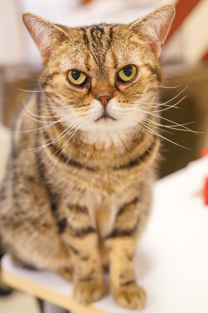 神戸三宮 猫カフェのお店をご紹介 Pathee パシー